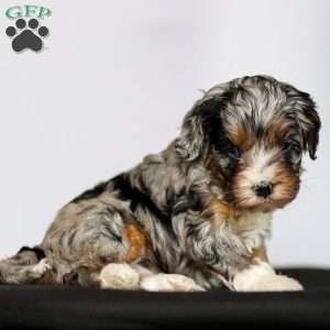 Tucker, Cavapoo Puppy
